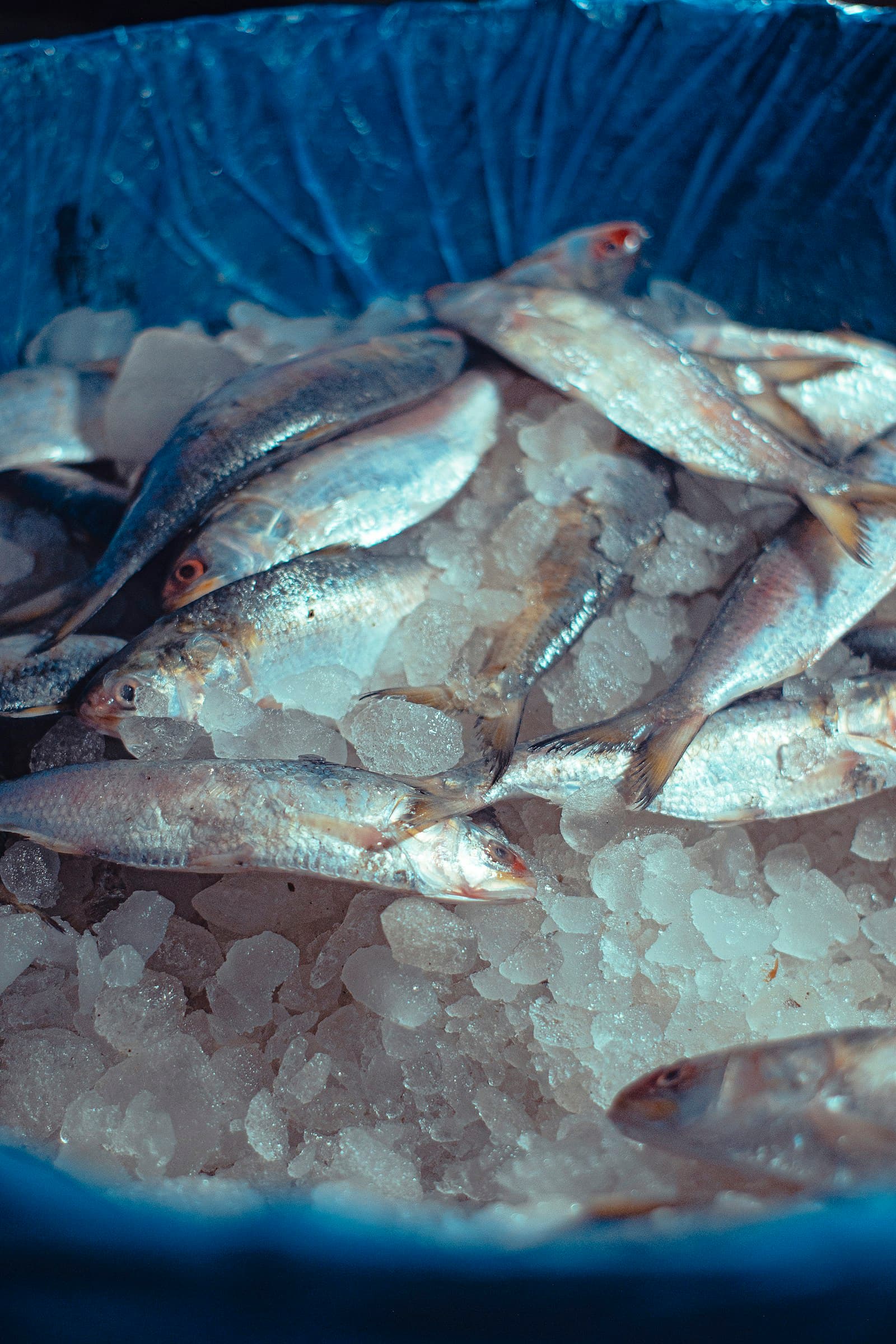 Fresh whole fish displayed on ice